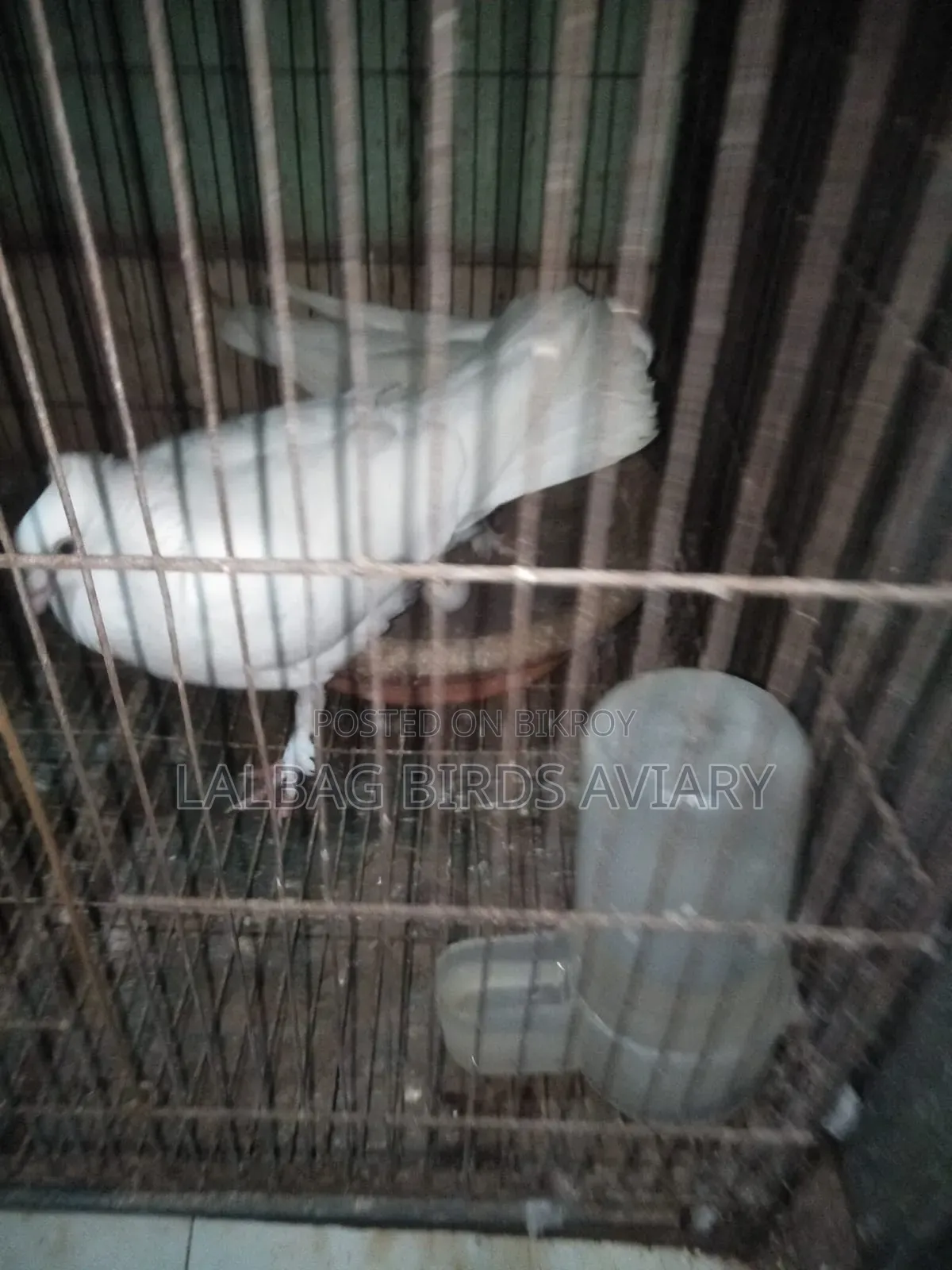 রানিঅং জোড়া সেল হবে।