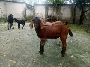বাচ্চা সহ মা ছাগল