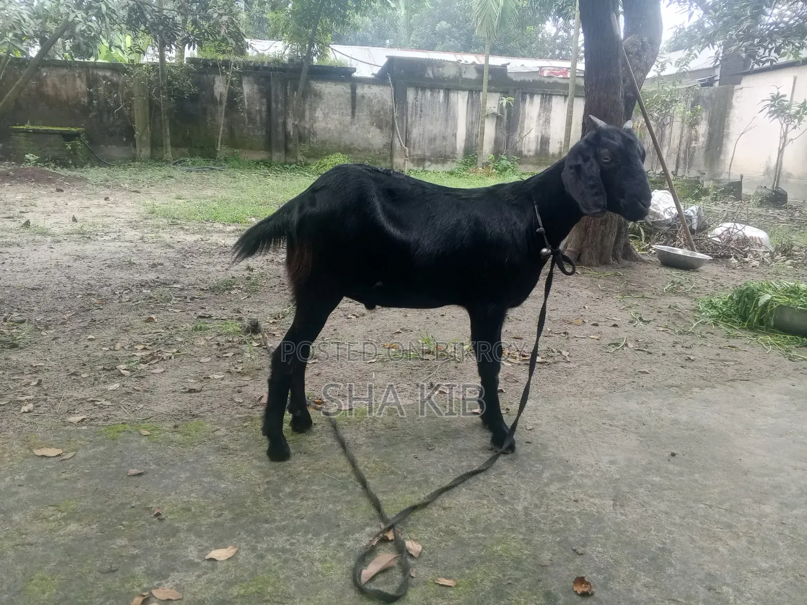 বাচ্চা সহ মা ছাগল