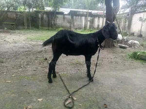 বাচ্চা সহ মা ছাগল