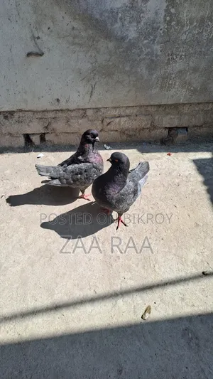 সো কিং রানিং পেয়ার
