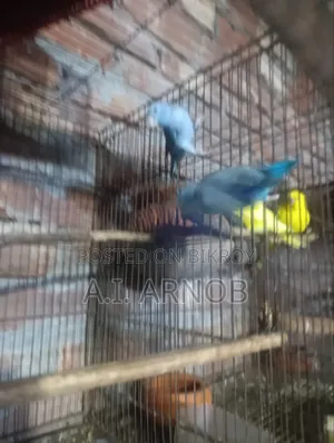 ব্লু ফরপাস রানিং পেয়ার