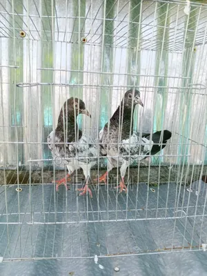খুবইখুবই ইমারজেন্সি টাকা লাগবে