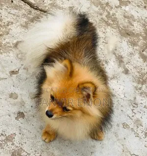 1+ year Female Purebred Pomeranian