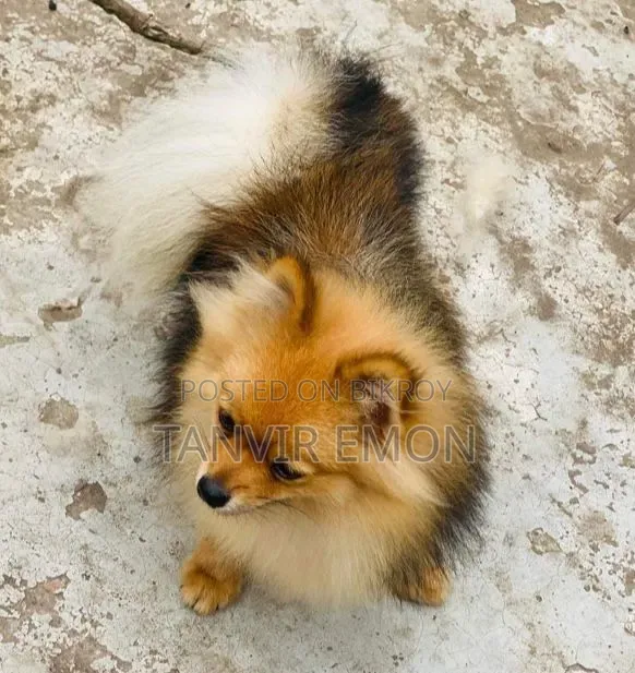 1+ year Female Purebred Pomeranian