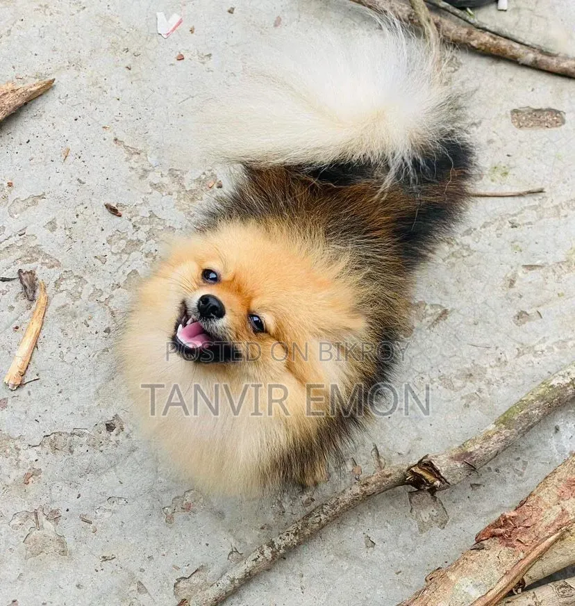 1+ year Female Purebred Pomeranian