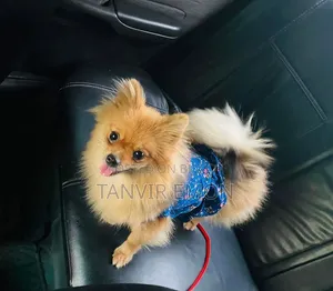1+ year Female Purebred Pomeranian