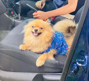 1+ year Female Purebred Pomeranian