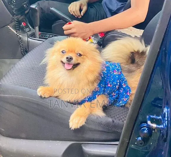 1+ year Female Purebred Pomeranian