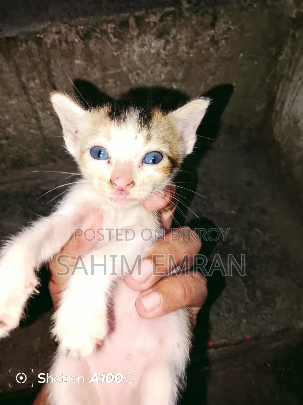 0-1 month Female Mixed Breed Cat
