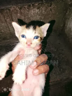 0-1 month Female Mixed Breed Cat