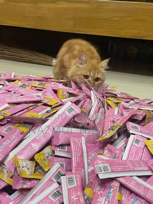Cat Treat / Cat Food