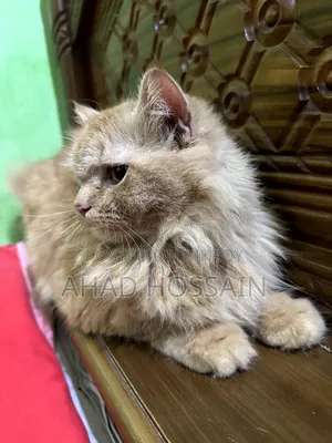 1+ year Female Purebred Persian