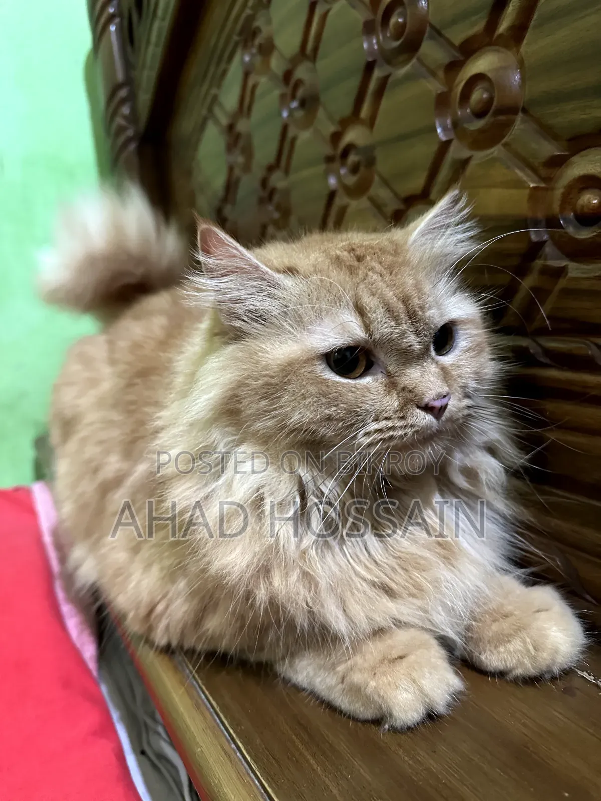 1+ year Female Purebred Persian
