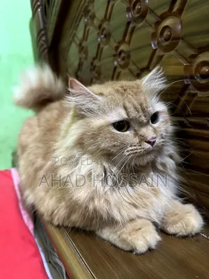1+ year Female Purebred Persian
