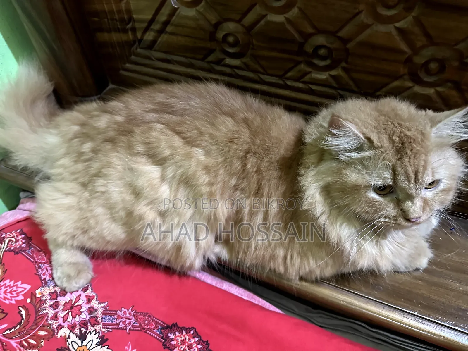 1+ year Female Purebred Persian