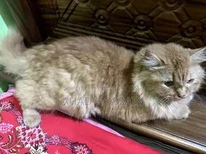 1+ year Female Purebred Persian