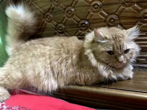 1+ year Female Purebred Persian