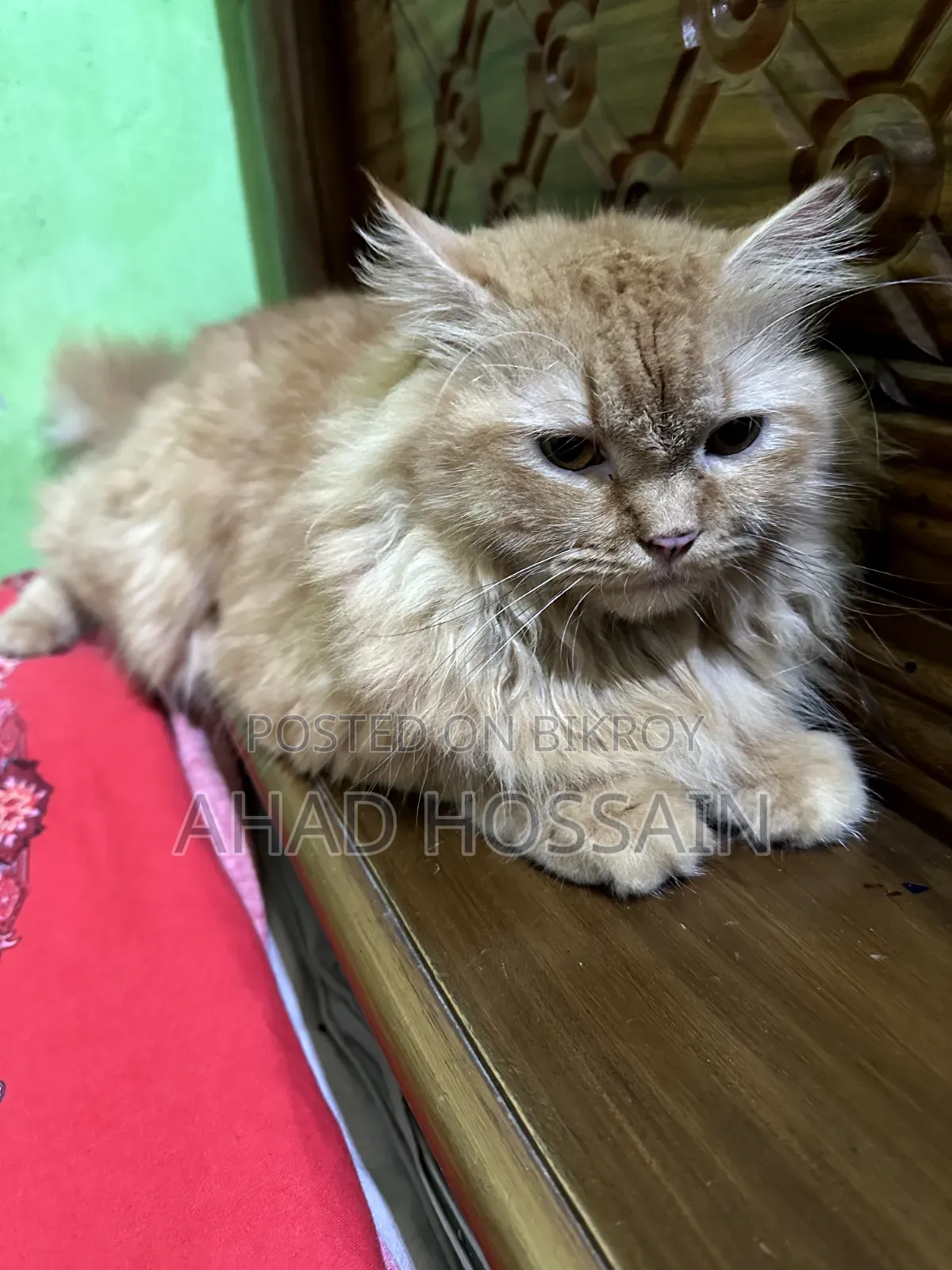1+ year Female Purebred Persian