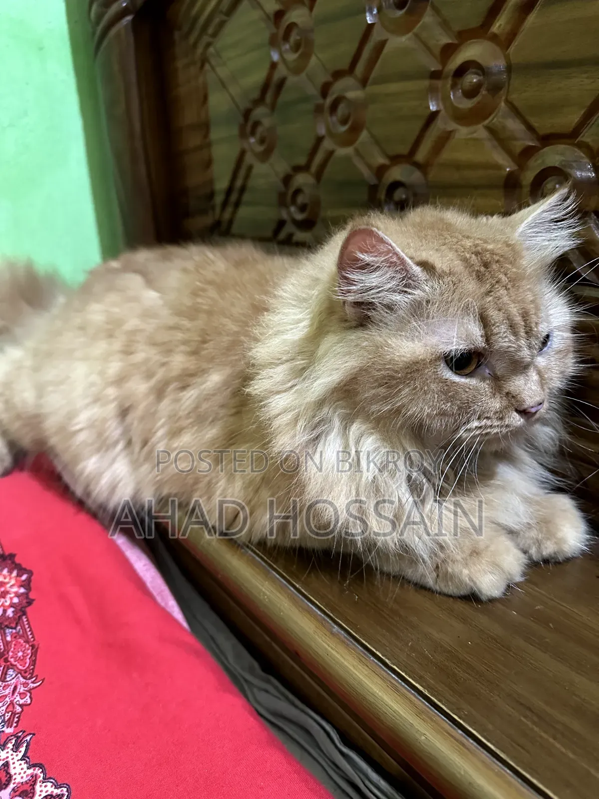 1+ year Female Purebred Persian