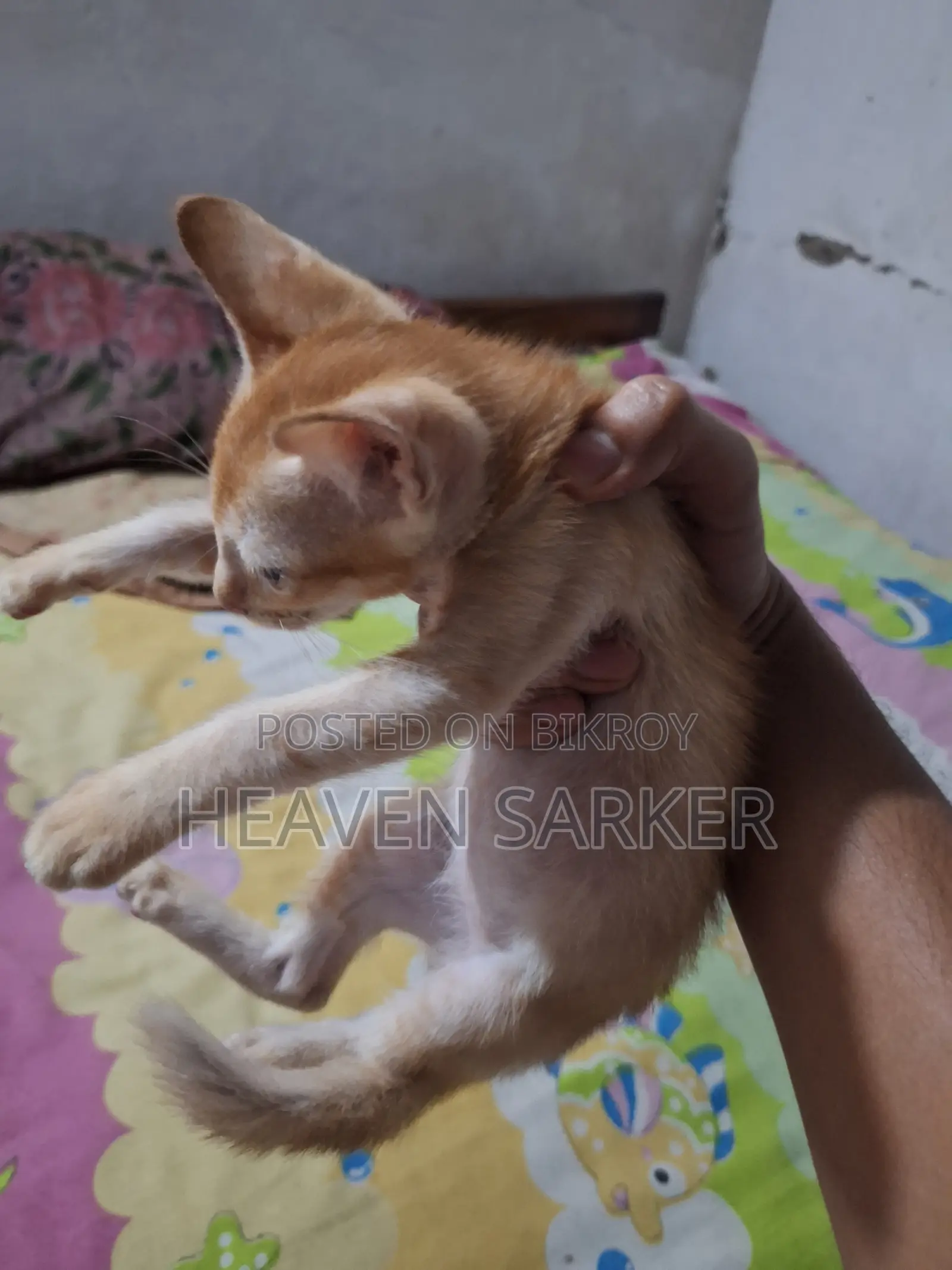 1-3 months Male Purebred Bengal