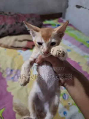 1-3 months Male Purebred Bengal
