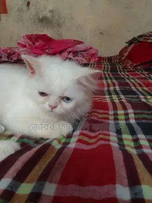 1-3 months Male Purebred Persian