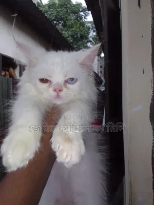 1-3 months Male Purebred Persian