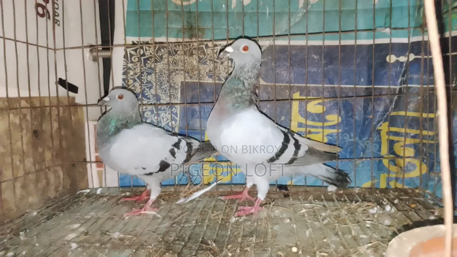 2 Pair Sobji Reacher Sell Hobe.