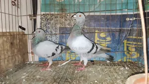 2 Pair Sobji Reacher Sell Hobe.
