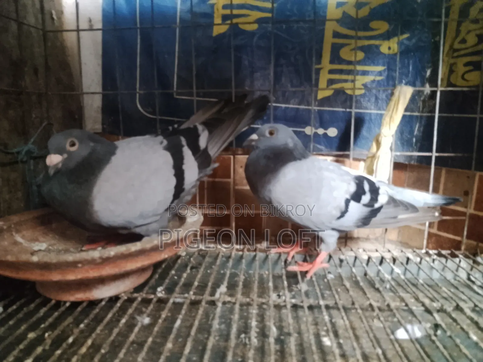 2 Pair Sobji Reacher Sell Hobe.