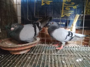 2 Pair Sobji Reacher Sell Hobe.