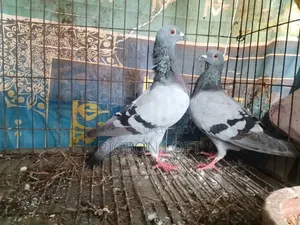 2 Pair Sobji Reacher Sell Hobe.