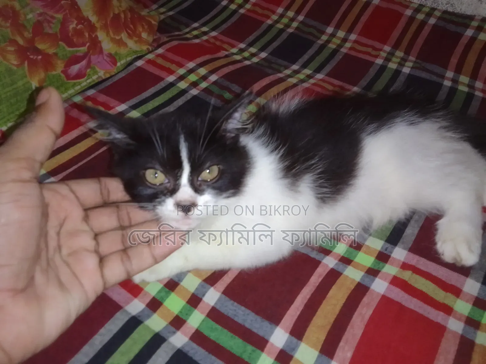 1-3 months Female Mixed Breed Persian