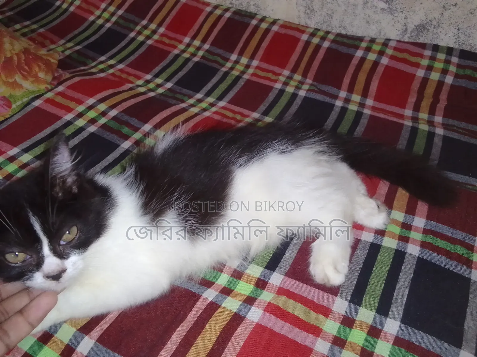 1-3 months Female Mixed Breed Persian