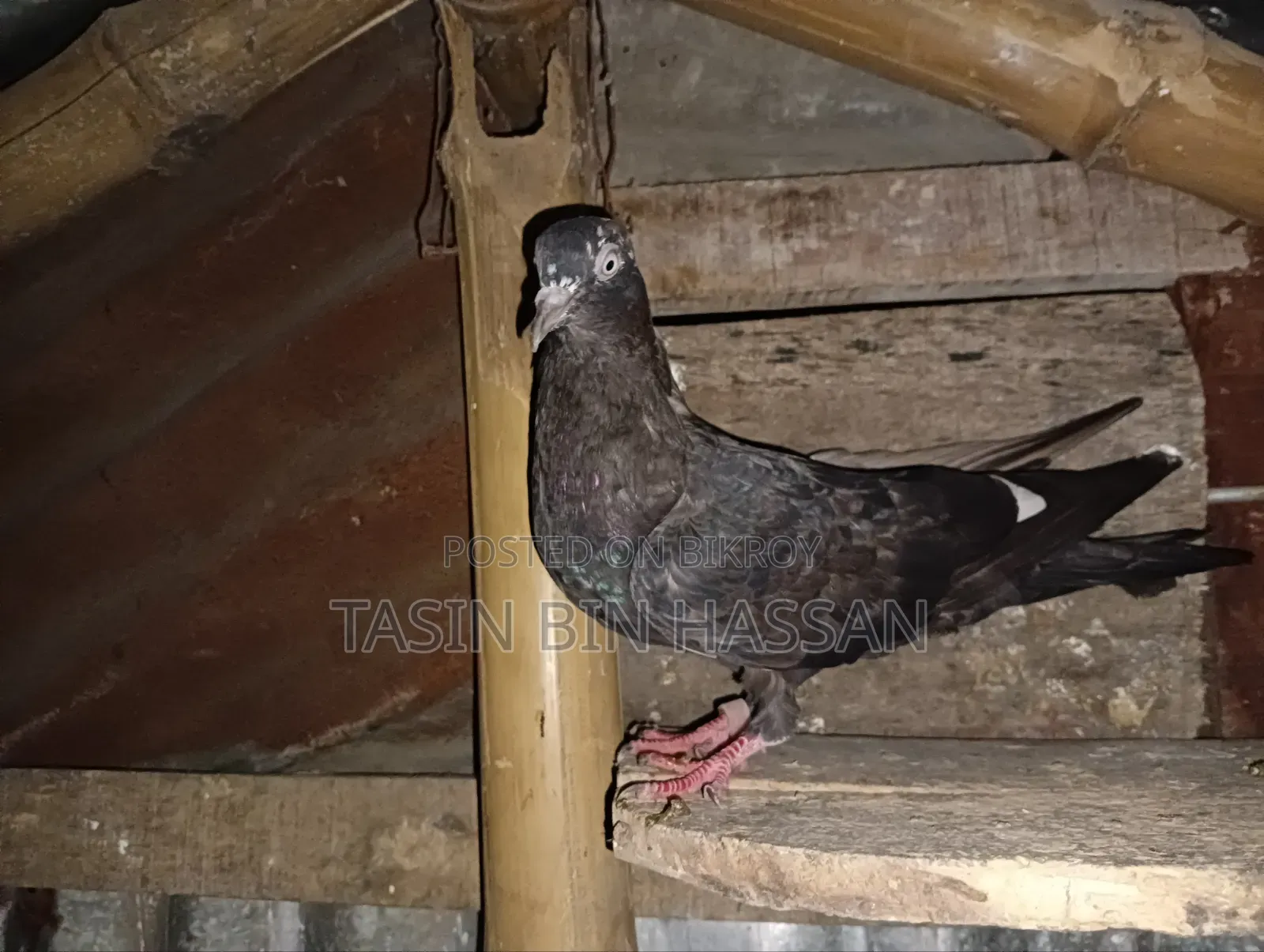 চিনা রেডি কবুতর