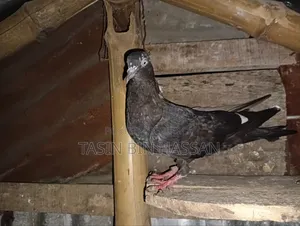 চিনা রেডি কবুতর