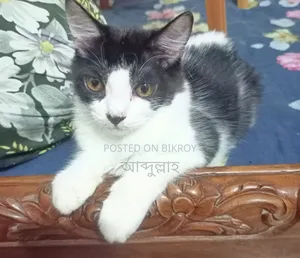 ৩-৬ মাসের মহিলা মিশ্র জাতের পারশিয়ান
