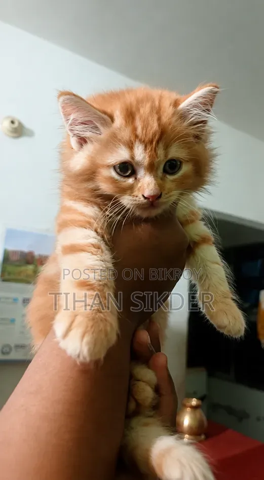 1-3 months Male Purebred Persian