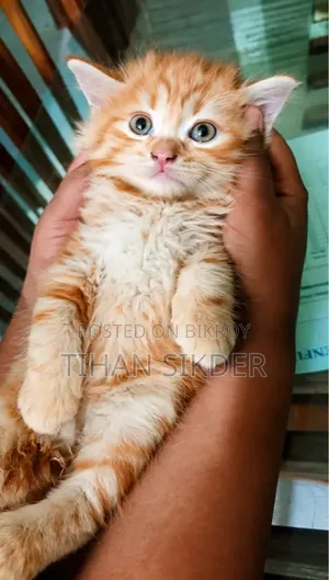 1-3 months Male Purebred Persian