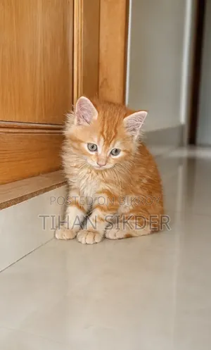1-3 months Male Purebred Persian