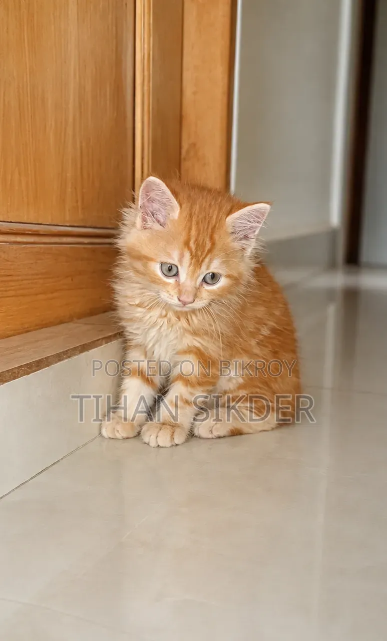 1-3 months Male Purebred Persian