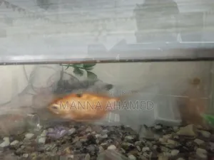 Aquarium Fish