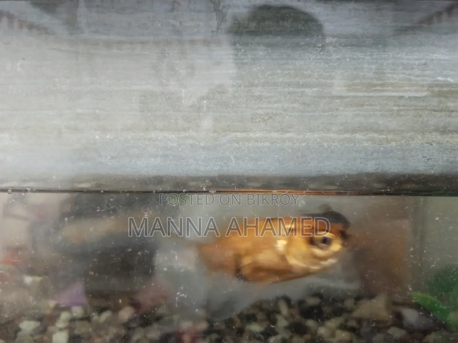 Aquarium Fish