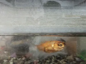 Aquarium Fish