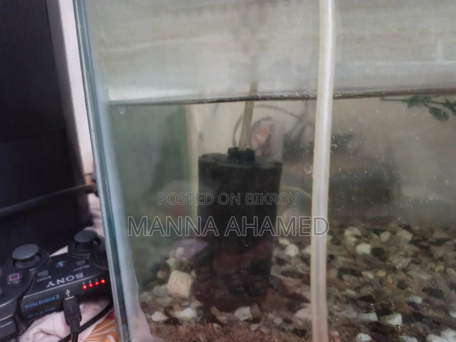 Aquarium Fish
