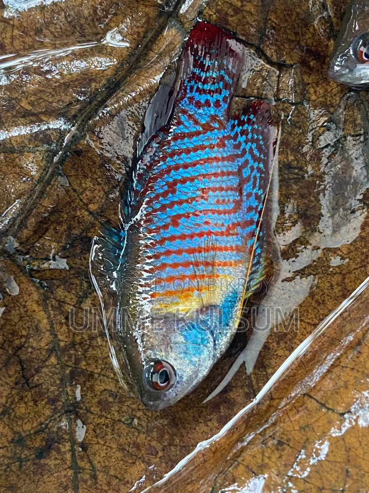 Dwarf Gourami 1pair Zebra Danio 1pair
