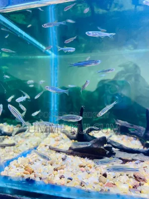 Dwarf Gourami 1pair Zebra Danio 1pair