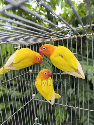 ৩ টা ডিএনএ এডাল্ট ফিমেল ইয়েলো ফিসার লাভবার্ড পাখি বিক্রয় করা হবে