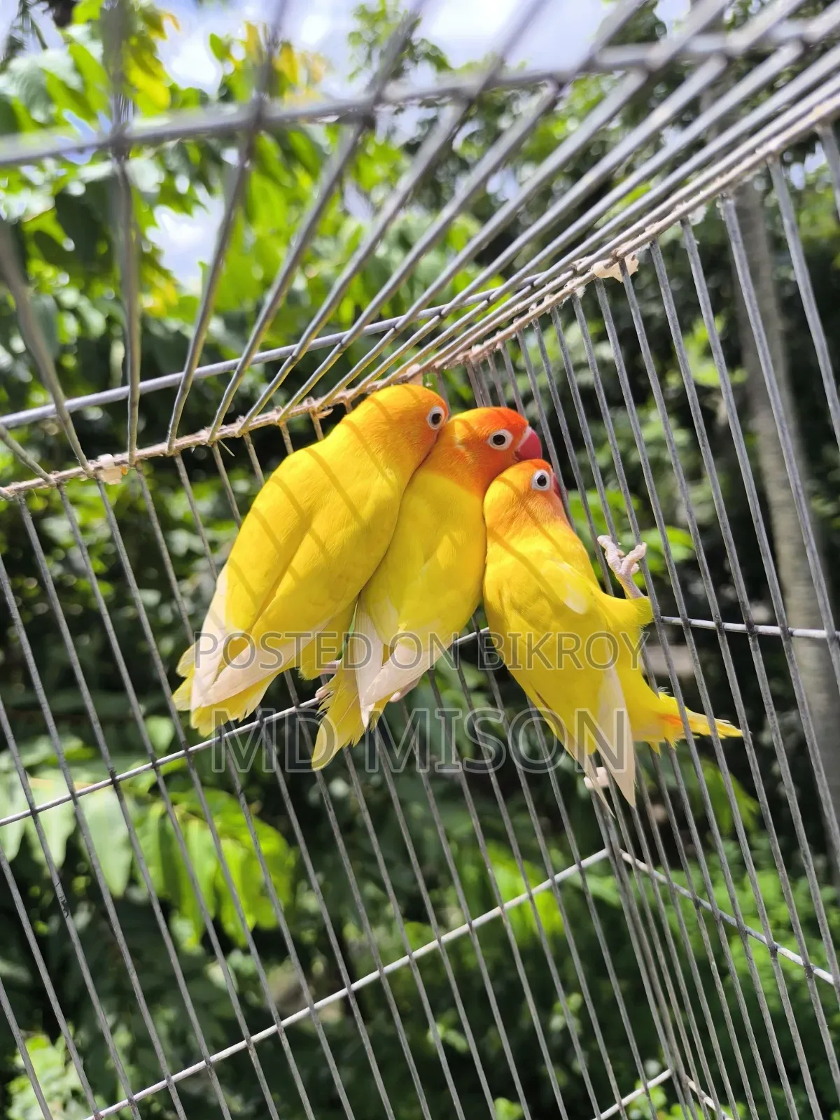 ৩ টা ডিএনএ এডাল্ট ফিমেল ইয়েলো ফিসার লাভবার্ড পাখি বিক্রয় করা হবে